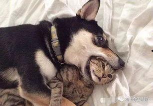 二狗爆料梦幻大瓜视频,二狗独家爆料,揭秘娱乐圈惊人内幕 第1张 二狗爆料梦幻大瓜视频,二狗独家爆料,揭秘娱乐圈惊人内幕 第1张