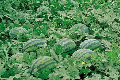 德阳网红吃瓜群微信,揭秘网络社交圈的趣味与争议